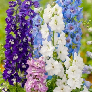 Delphinium, Larkspur - Mix