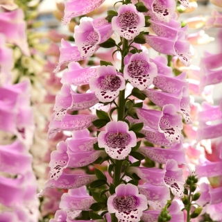 Naprstak - Dottie Rose - Digitalis - rizom
