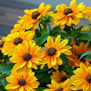 Třapatka (rudbékie) - Tiger Eye Gold - Rudbeckia - kořenová sazenice