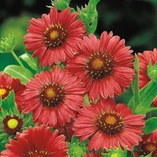 Kokarda osinatá - Burgundy - Gaillardia aristata - Luxusné burgundské okvetie - Čerstvé semená