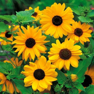 Zonnebloem kleinbloemig - Stella - Helianthus debilis - Stralend goud en onweerstaanbare impact - Verse zaden