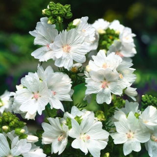 Musk Mallow - white - Malva moschata - Purest white, most graceful floral display - Fresh Seeds