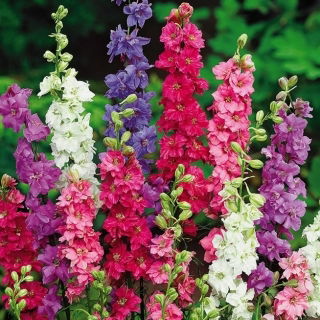 Høj Ridderspore etårig - Delphinium ajacis - Høj og livlig præstation - Friske frø