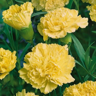 Oeillet des fleuristes - Marie Chabaud - Dianthus caryophyllus - Jaune intense, pétales finement frisés et éclatants - Graines fraîches