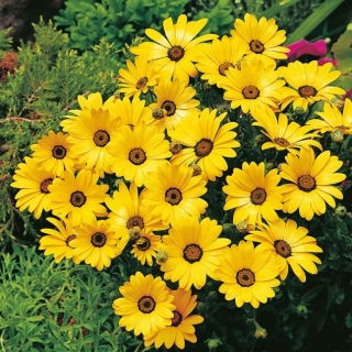 Guldblomst - Gul - Dimorphotheca sinuata - Kraftfuld gul, solrig glød - Friske frø