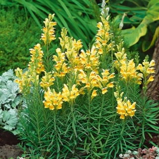Almindelig Torskemund - Linaria vulgaris - Markante gyldne blomster, robust vækst - Friske frø