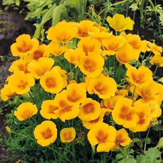 Kaliforniai kakukkmák - Golden West - Eschscholzia californica - Legélénkebb arany, hosszan tartó nyári virágzás - Friss vetőmagok