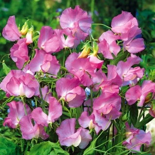 Edelwicke - Gwendoline - Lathyrus odoratus - Elegante Farbnuancen, duftendes Blütenmeer - Samen