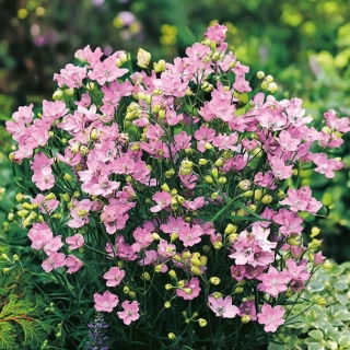 Stračonôžka - ružová - Delphinium grandiflorum - Jemné ružové kvety - Čerstvé semená
