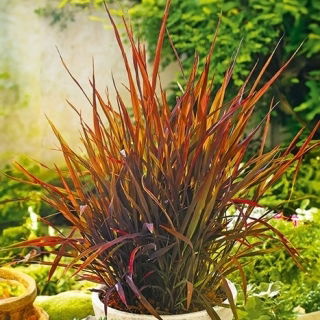 Semi di Madras neri di riso ornamentale - Oryza sativa - Oryza sativa ‘Black Madras'