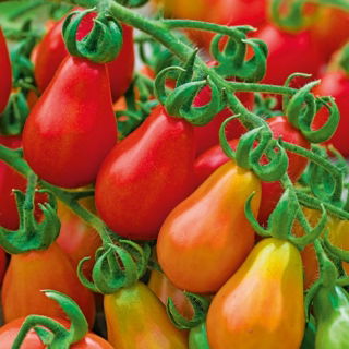 Koktélparadicsom - Red Pear - Legédesebb íz, finom körte alakú termés - Friss vetőmagok