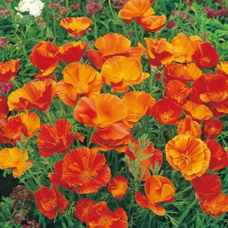 Amapola de California - Mikado - Eschscholzia californica - Naranja vibrante y floración duradera - Semillas frescas