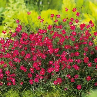 Heide-Nelke Flashing Light - Dianthus deltodies - 330 Samen