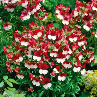 Nemesia - St. George - Nemesia strumosa - Spettacolo floreale duraturo - Semi Freschi