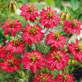 Jomfru i det grønne - Rød - Nigella damascena - Lækker rød charme - Friske frø