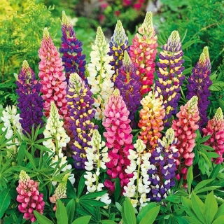 Csillagfürt - Festival - Lupinus polyphyllus - Legélénkebb színek, hosszú virágzású kompakt fajta - Friss vetőmagok
