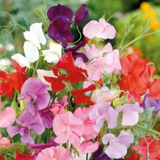 Sweet Pea - Mammoth Mixed - Lathyrus odoratus - Most vigorous mix, longest-lasting scent - Fresh Seeds