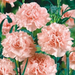 Garofano - La France - Dianthus caryophyllus - Eleganza classica, aroma intenso - Semi Freschi