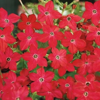 Szárnyalt Díszdohány - Crimson Bedder - Nicotiana alata - Mély bíborvörös, feltűnő kerti dísz - Friss vetőmagok