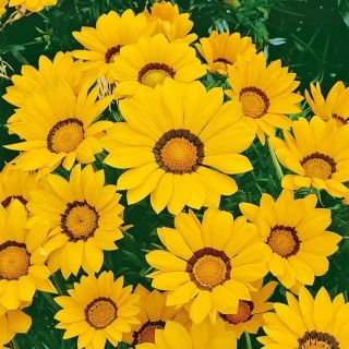 Gazanie - Yellow with ring - Gazania splendens - Galben intens, margini strălucitoare - Semințe proaspete