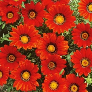 Gazanija - Gazania splendens - Globoka škrlatna barva z zlatim aureolom - Sveža semena