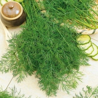 Dill - Hanak - Richest, most fragrant aroma - Fresh Seeds