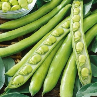 Broad Bean - Superaguadulce - Best yield, creamiest texture - Fresh Seeds