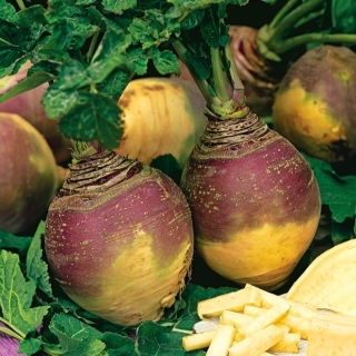 Swede, Rutabaga - Best of All - Best storage, richest winter flavour - Fresh Seeds