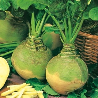 Swede, Rutabaga - Wilhelmsburger - Hardiest, sweetest yellow flesh - Fresh Seeds