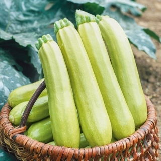 Courgette, zucchini - Lungo Bianco - Tenderest flesh, mildest gourmet taste - Fresh Seeds