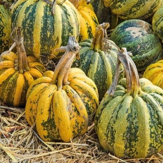 Pumpkin - Americana Tonda - Boldest shape, most decorative heirloom variety - Fresh Seeds