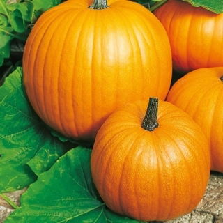 Pumpkin - Connecticut Field - Biggest, most traditional autumn harvest - Fresh Seeds