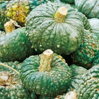 Zucca - Marina di Chioggia - Gusto autentico e consistenza nocciolata - Semi Freschi