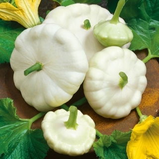 Calabaza Patisson - Blanca - Textura refinada y pureza envolvente - Semillas frescas