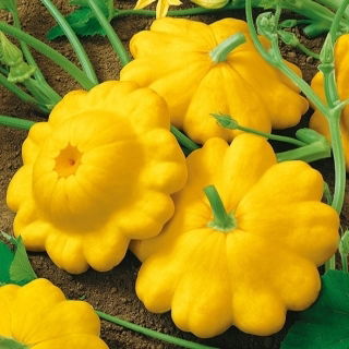 Squash Patty Pan - yellow - Richest, nuttiest flavour - Fresh Seeds