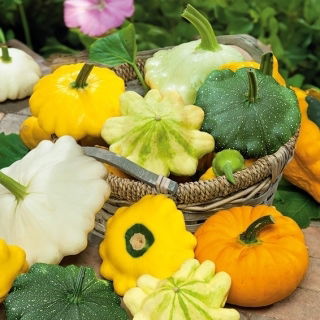 Zucchino Patisson - miscuglio - Vivace e versatile - Semi Freschi