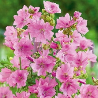 Musk Mallow - pink - Malva moschata - Most delicate, longest-flowering pink blooms - Fresh Seeds