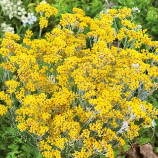 Siempreviva del Monte - Curry - Helichrysum italicum - Esencia aromática y tono singular - Semillas frescas
