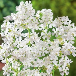 Sticky Catchfly - white - Lychnis viscaria - Brightest white, longest-lasting wild beauty - Fresh Seeds