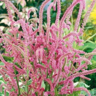 Meerlavendel Rose Samen - Limonium Suworowii - 1100 Samen