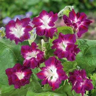 Ipomée - Ruffled Red - Ipomoea x imperialis - Rouge vif et structuré, pétales aux courbes spectaculaires - Graines fraîches