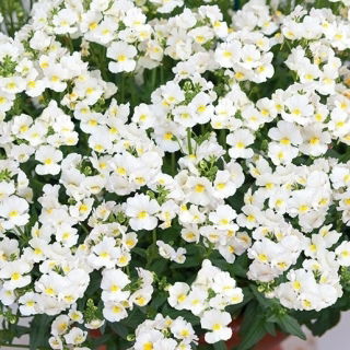 Némésia - White Knight - Nemesia strumosa - Blanc pur et lumineux, élégance florale raffinée - Graines fraîches