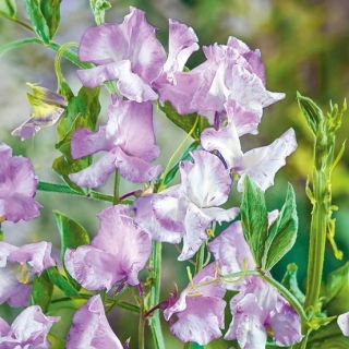 Sweet Pea - Lilac Ripple - Lathyrus odoratus - Most regal lilac ripple, highly scented - Fresh Seeds