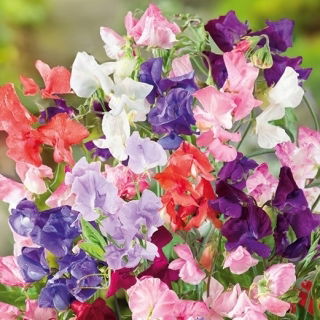 Hrachor vonný - Horizon - směs - Lathyrus odoratus - Nejintenzivnější vůně, rozměrné květy - Čerstvá semena