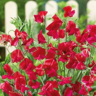 Hrachor vonný - King Edward VII - Lathyrus odoratus - Impozantní karmín, dotek tradice - Čerstvá semena