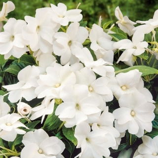 Törpe nebáncsvirág - fehér - Impatiens walleriana - Ragyogó fehér, intenzív virágzás - Friss vetőmagok
