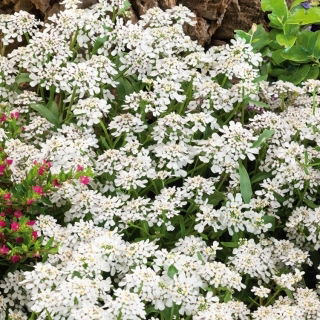 Iberka okoličnatá - bílá - Iberis umbellata - Čistá bělost, jemné pokrytí - Čerstvá semena