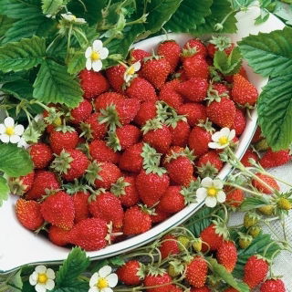 Fraisier des Boi - Running Red - Saveur exquise, fruits d’une douceur inégalée - Graines fraîches