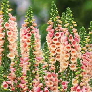 Vingerhoedskruid - Apricot Beauty - Digitalis purpurea - Fijne abrikoosaccenten en indrukwekkende vorm - Verse zaden