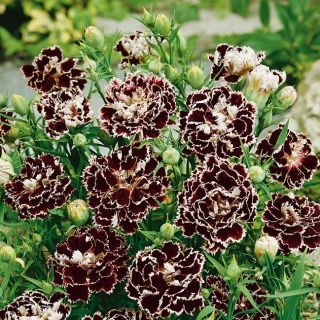 Chineser-Nelke - Black & White - Dianthus chinensis var. heddewigii - Markante Farbverläufe, eindrucksvolle Muster - Samen